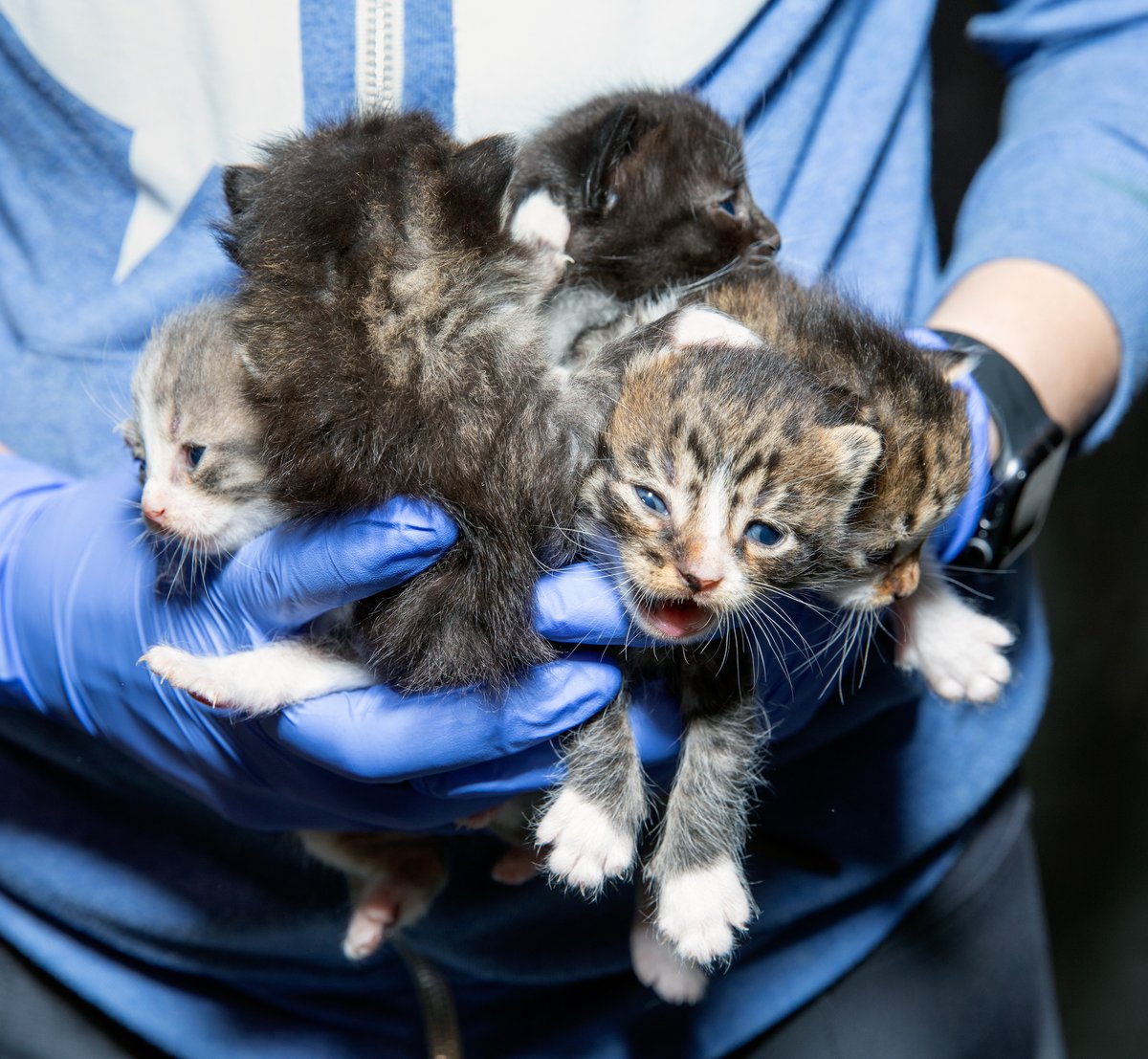 BBAWC's tweet image. They are cute, but too many die on the streets or in shelters! Spay and neuter saves lives but is too $! Thanks to a grant from @BISSELLPets, our low-cost spay/neuter clinic at @catcafebk will spay/neuter, vaccinate, and chip 200 cats living with families in need. Tx @BISSELLPets