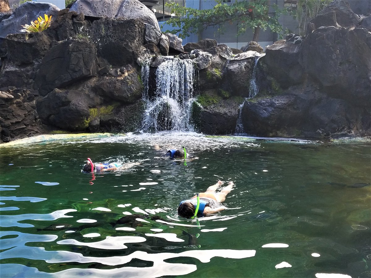 SeaLifePark's tweet photo. Go beyond textbooks when learning about our marine life. Our Hawaiian Reef Encounter allows visitors to immerse themselves in an underwater environment that hosts local fish, sharks and rays!

https://t.co/CkohHFhAis https://t.co/izjL3jgqIC