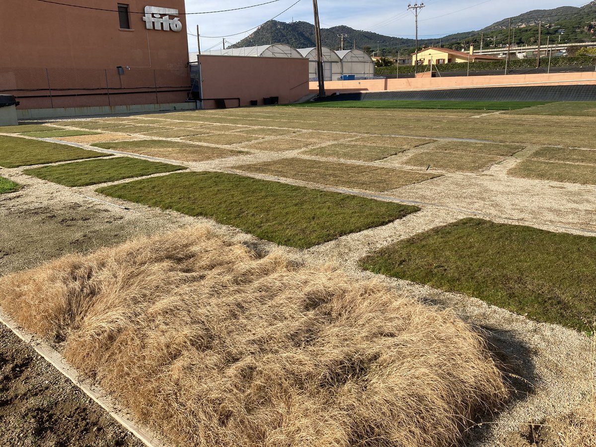 oscarvidi's tweet photo. Este invierno las bermudas y el paspalum se resisten a entrar en latencia. Extraordinaria la gama de colores que ofrecen los ensayos de SEMILLAS FITÓ en Cabrera de Mar, Barcelona
#cynodon #bermuda #Ibiza #gobi #semillasfito https://t.co/ePoDOeldLc