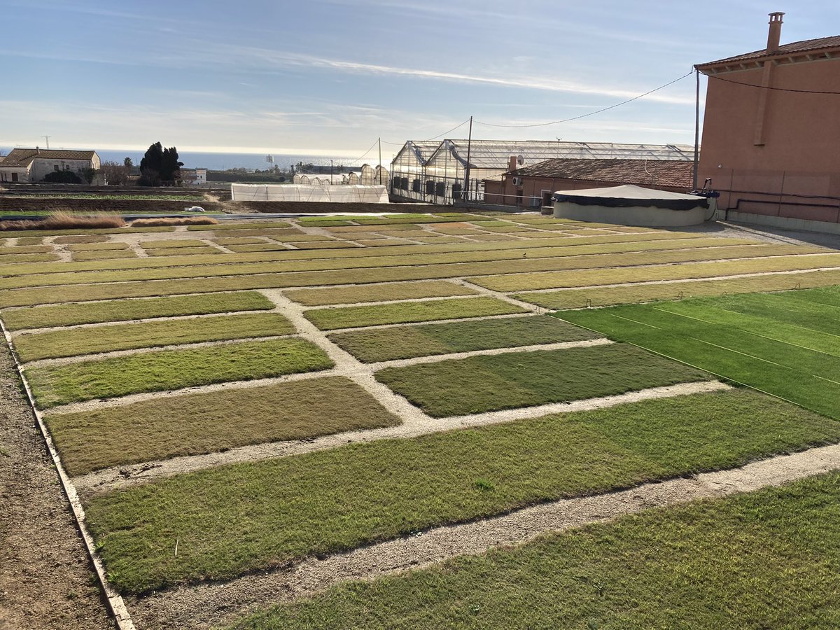 oscarvidi's tweet photo. Este invierno las bermudas y el paspalum se resisten a entrar en latencia. Extraordinaria la gama de colores que ofrecen los ensayos de SEMILLAS FITÓ en Cabrera de Mar, Barcelona
#cynodon #bermuda #Ibiza #gobi #semillasfito https://t.co/ePoDOeldLc