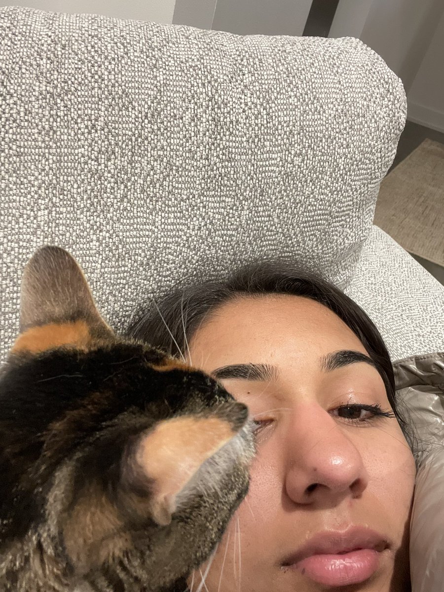 itsinaayat's tweet photo. congrats to @anyamelee for keeping the dumbest (but also cutest) cat of all time alive for a whole year https://t.co/DUfSAkn6pz