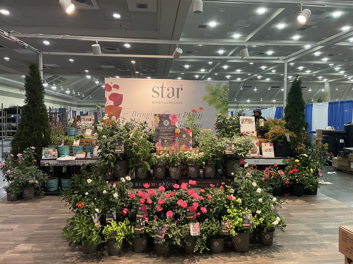 Star® Roses and Plants tweet media