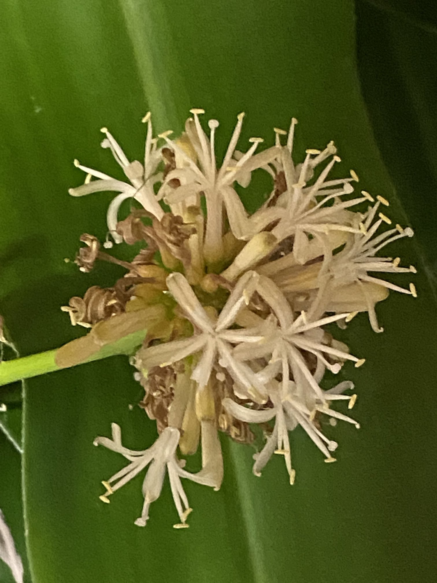 花言葉幸福 Twitter Search Twitter