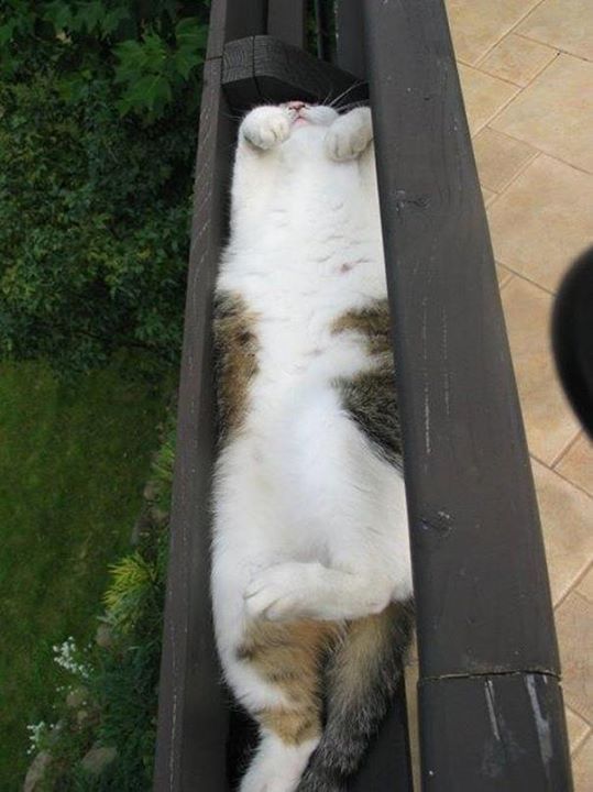 ValorGutter's tweet photo. Clogged gutter? Me too.
Valor Gutter Guards keep out all the riff-raff. I don't know if they have a hairball-free guarantee...but they have a clog-free guarantee.
#cattastic, #petparentlife
https://t.co/4hlUT4QYvo https://t.co/Tbrsk7guFR