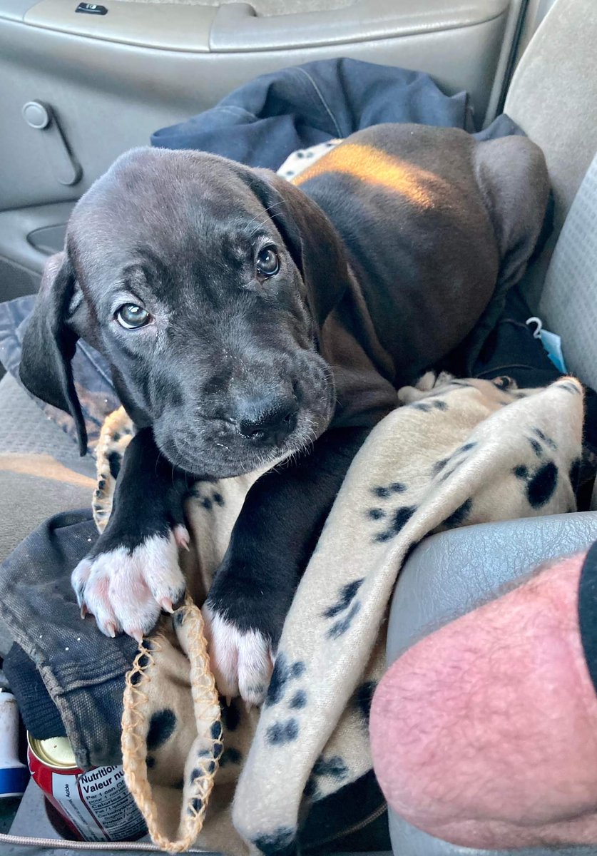 dardarmack's tweet photo. You guys, my brother's Great Dane, Jenny, crossed the Rainbow Bridge last spring. Today he took home his sweet new boy. Meet Tucker. I can't wait to squeeze him & kiss his little face off!!!! #Squeeeeeeeeee #SoCuteeeeee #Tucker #GreatDane https://t.co/tZu1RfyZeB