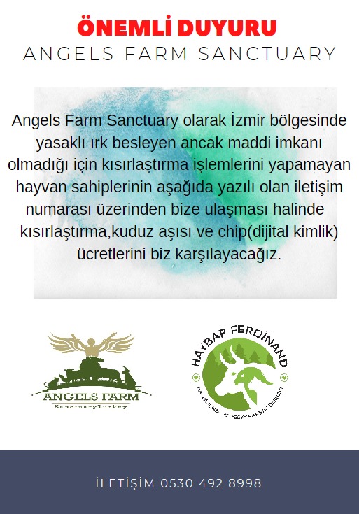 ÇOK ÖNEMLİ!
Sokaklar,ormanlar,dağlar her yer terk edilen yasaklı ırklar ile dolmaya başladı! Gereken işlemleri maddiyatsızlık  nedeniyle yaptıramayan evladı gibi bakan İzmir bölgesinde olanlar ulaştıkları taktirde  kısırlaştırıp,chip ve kuduz aşılarını yaptırıp +++