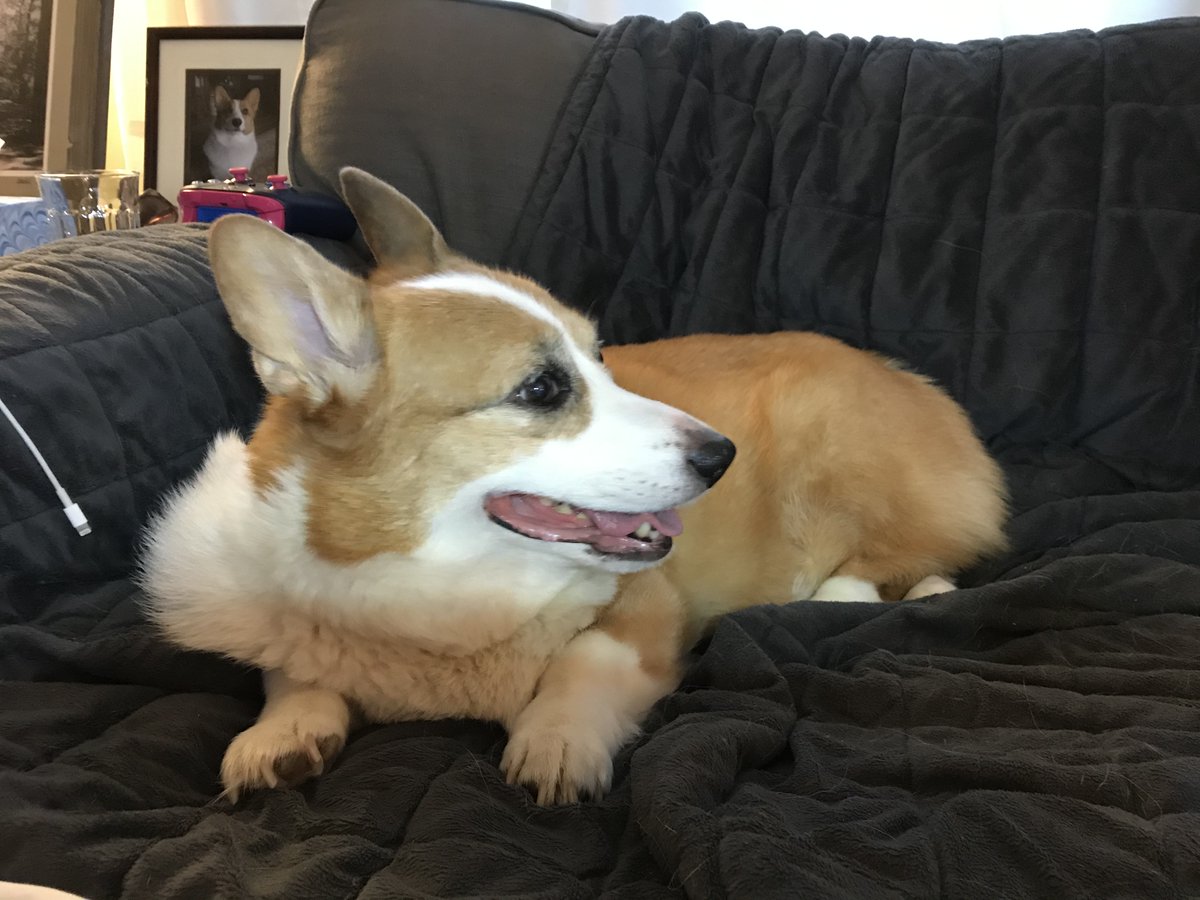 This little one turned 12 years old today, and she's still feeling happy and playful after her first month of chemotherapy!