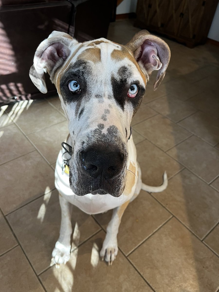 Would you give this face a treat???? 
#DogsofTwittter #Greatdane #puppy #dog #moose #moosegoose #cute https://t.co/EJGAHpA5pM