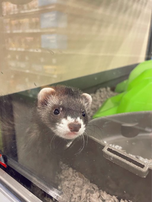 1 pic. How adorable is this ferret?! Omg my heart 🥰😩 https://t.co/4DvFCb9pA7