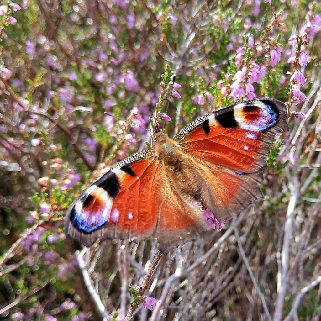 mathieuvansluis's tweet photo. Dag 4/31 van #januarivlindermaand op initiatief van @nathalienatuur: De Dagpauwoog
.
.
.
.
.
#HTCU11PLUS #lgg8sthinq #motorolaedge20 #nature #naturephotography #naturelovers #nature_good #nature_brilliance #nature_perfection #macro_perfection #macrophot… https://t.co/1vhdMn6Wch https://t.co/AeNfWwN0GW