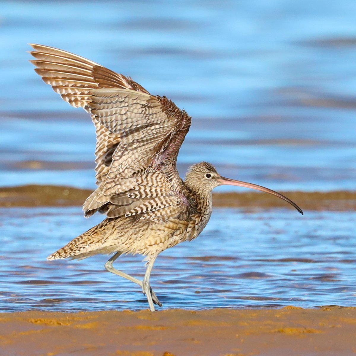 #8
Countdown of my favourite dozen bird photos from 2021
In what was one of my first outings with my new 100-500 lens, I slowly made my way towards a group of eastern curlews - and it paid off.
Port Clinton, Yorke Peninsula