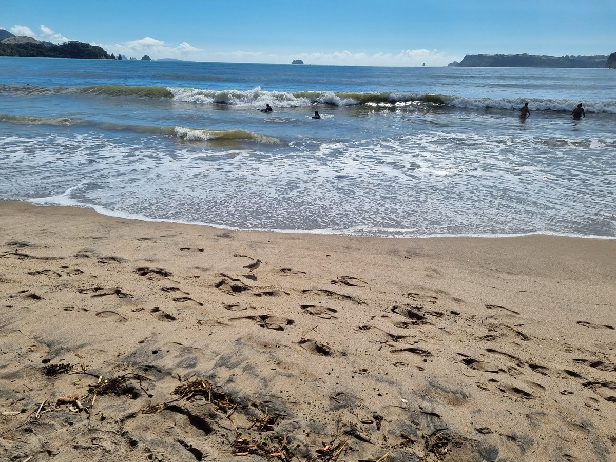 NZAllison's tweet photo. We had a lovely swim at Buffalo Beach, Whitianga,  with an interested bystander. Can you see it?
#Dotteral https://t.co/MqHbSBXXI6