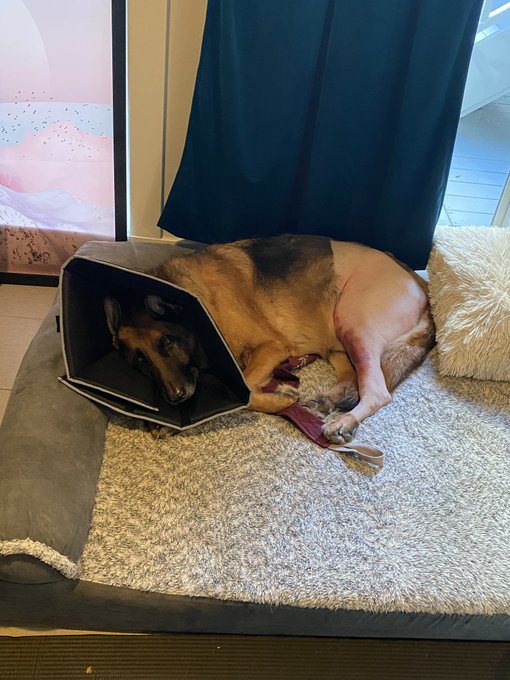 Drogo&rsquo;s surgery went very well. He&rsquo;s not feeling so hot but one day at a time we&rsquo;ll get there. https://t