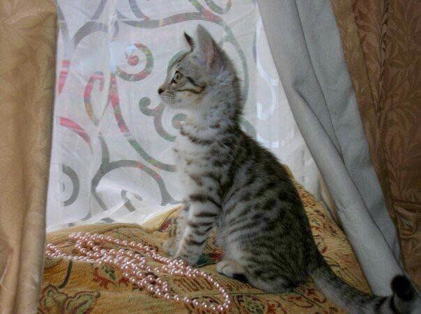 stripeyspotty's tweet photo. @ElizGriff2016 Thank you Cali ๐๐ this is mumโs favourite ๐ป #WhatAPoser https://t.co/rT6cjI111G
