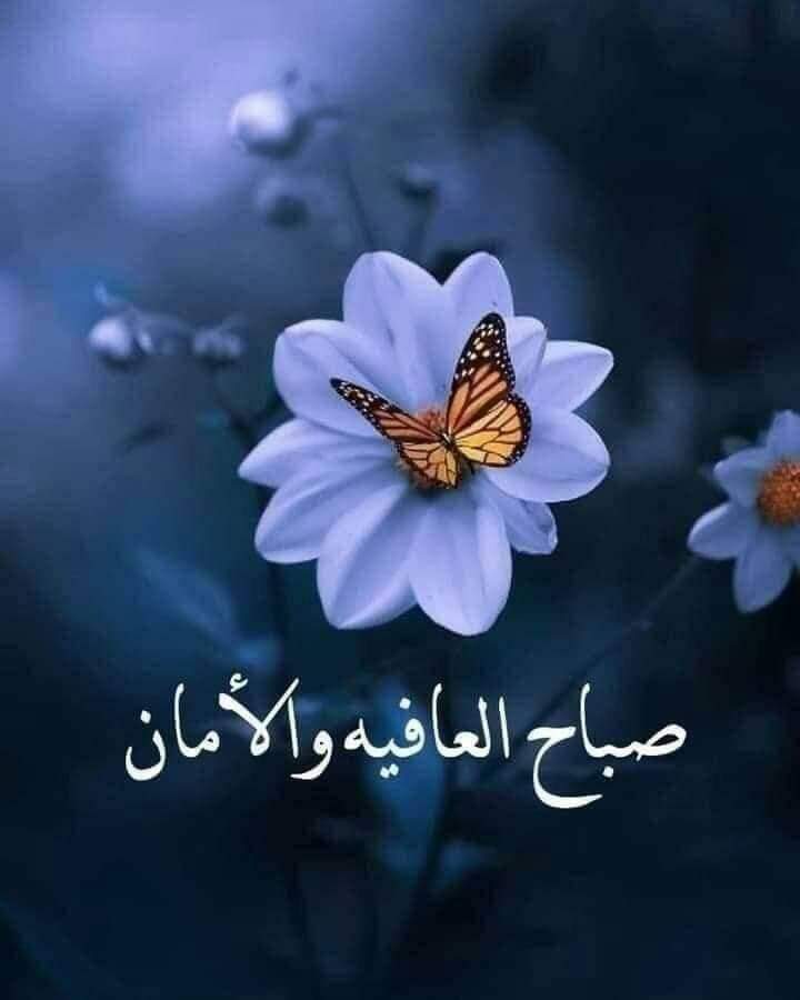 Alaa90567157's tweet photo. @diamond21663453 https://t.co/Pcc7yiwzEu
