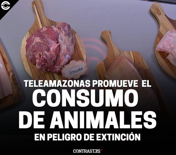 contrastestv_ec's tweet photo. Teleamazonas promueve el consumo de animales silvestres. En Máster Chef #Ecuador  se presentaron platos con carne de venado, tiburón, cocodrilo y capibara, especies en peligro de extinción. «La cacería y consumo de estas especies es castigado por la ley», advirtieron animalistas. https://t.co/l8O6wPrVyu
