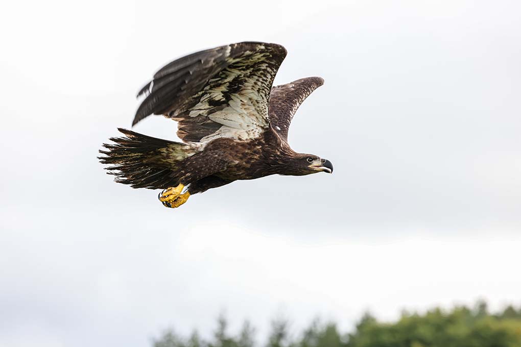 Flight93NPS's tweet photo. Happy #NationalBirdDay!

#DYK On September 10, 2021, the Pennsylvania Game Commission rededicated State Game Lands 93, and released of a rehabilitated juvenile bald eagle.

Over 143 species of birds have been sighted or live within the boundary of the memorial?

#FindYourPark https://t.co/V6mHma3LJE