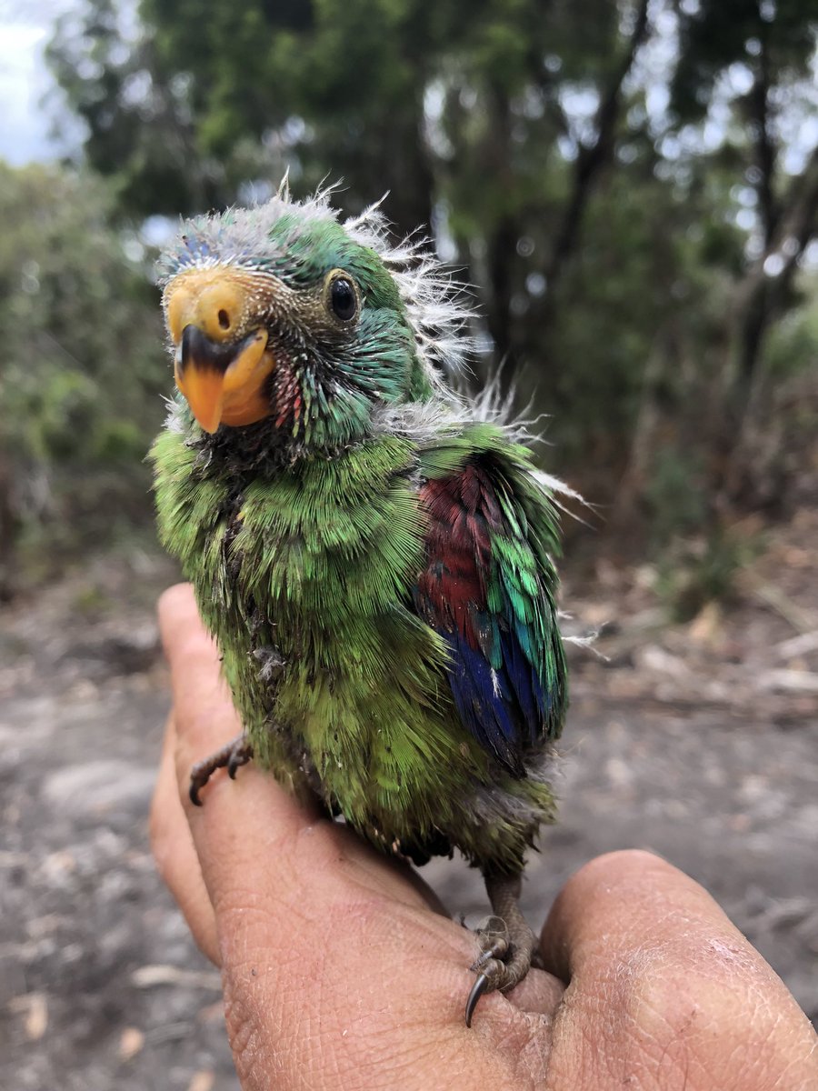 teamswiftparrot's tweet photo. Scraggly swift #parrot https://t.co/Ik8Om7qbT8