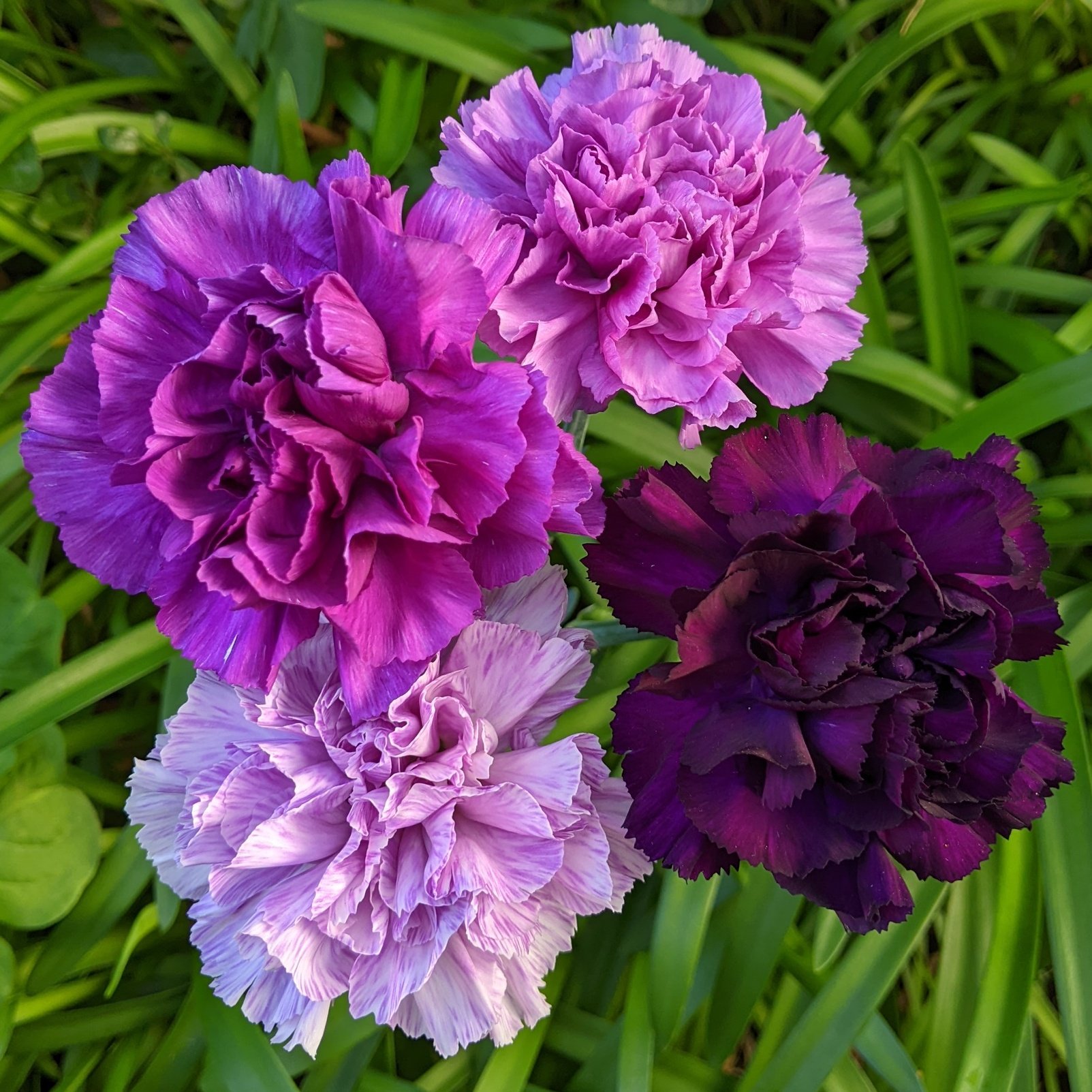 るりり おはようございます カーネーション ムーンダスト 世界で唯一の青いカーネーション 花言葉 永遠の幸福 濃い方から ベルベットブルー プリンセスブルー ライラックブルー アクアブルー 青には見えないけど 青の分類らしい