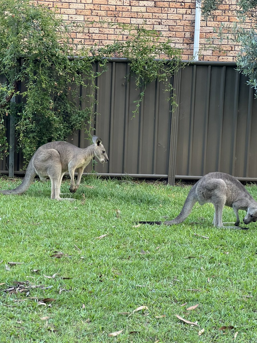 peely76's tweet image. We did 265 days of #melbournelockdown #triplevaxxed wore masks, yet some bloke with a tennis racket gets his own rules. FFS, I’m going to have a yarn with my kanga friends from yesterday, at least Skippy gets it. What a #Djoker ?!