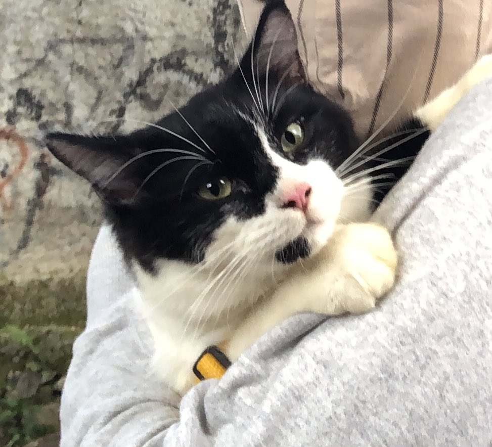 pokenyoy's tweet photo. ✨[HELP RT/LIKE]✨🥺❣️

DICARI KUCING HILANG‼️

Nama : PANDA
Ciri-ciri : 
- Kucing jantan
- Usia +/- 10 bulan
- Hitam putih ada corak hitam di dagunya
- Tidak takut dengan orang asing

Kabur dari rumah sejak 3 januari 2022
Jika melihat bisa menghubungi 083142626651 https://t.co/KDP2P3j5rN