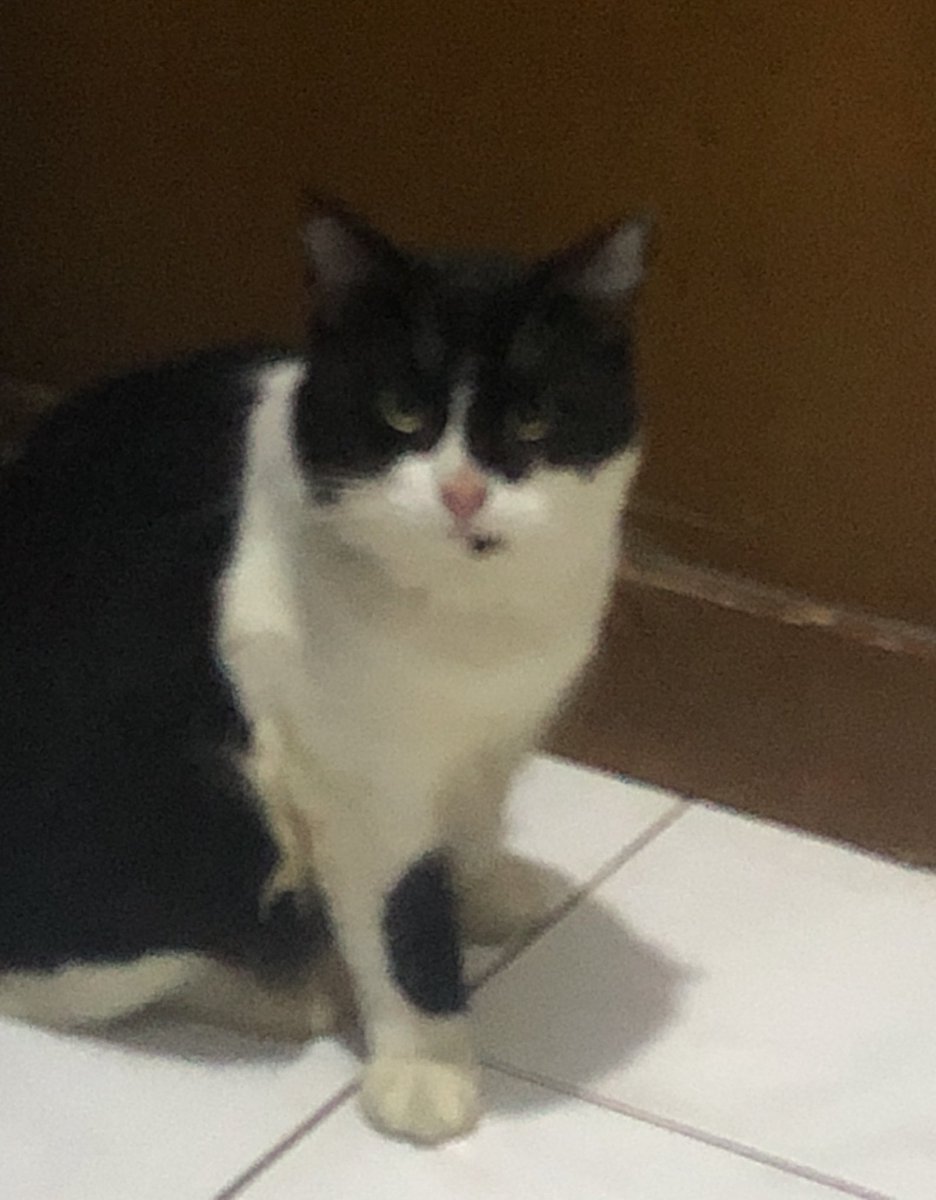 pokenyoy's tweet photo. ✨[HELP RT/LIKE]✨🥺❣️

DICARI KUCING HILANG‼️

Nama : PANDA
Ciri-ciri : 
- Kucing jantan
- Usia +/- 10 bulan
- Hitam putih ada corak hitam di dagunya
- Tidak takut dengan orang asing

Kabur dari rumah sejak 3 januari 2022
Jika melihat bisa menghubungi 083142626651 https://t.co/KDP2P3j5rN