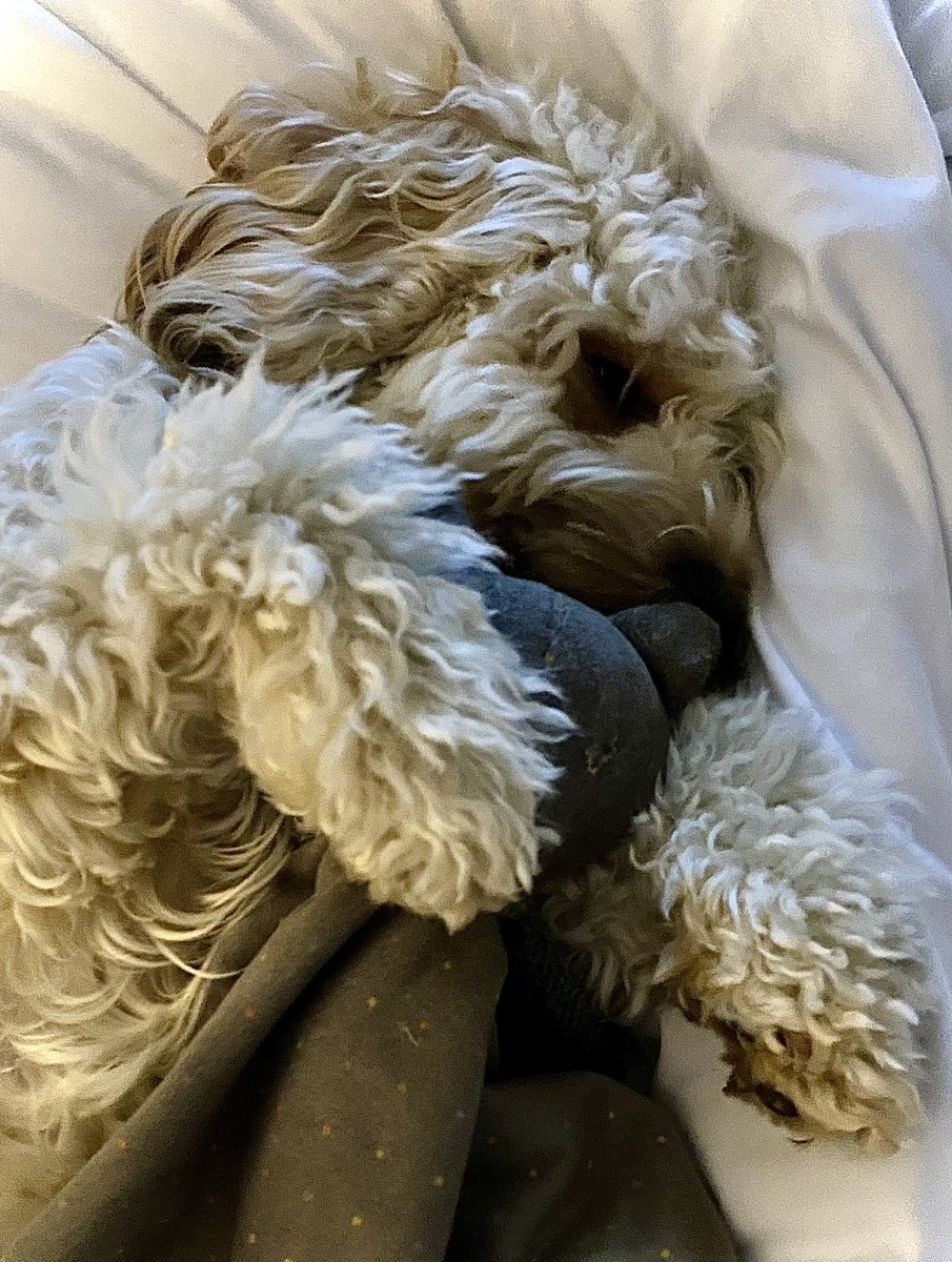 My teddy and I say night night.  💤
