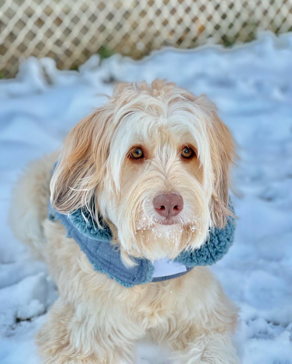 mmariemb's tweet photo. Pero es que es bellísimo, Dios mío 😍❄️🐶 #mimodelo https://t.co/SH0Qpoy9Et