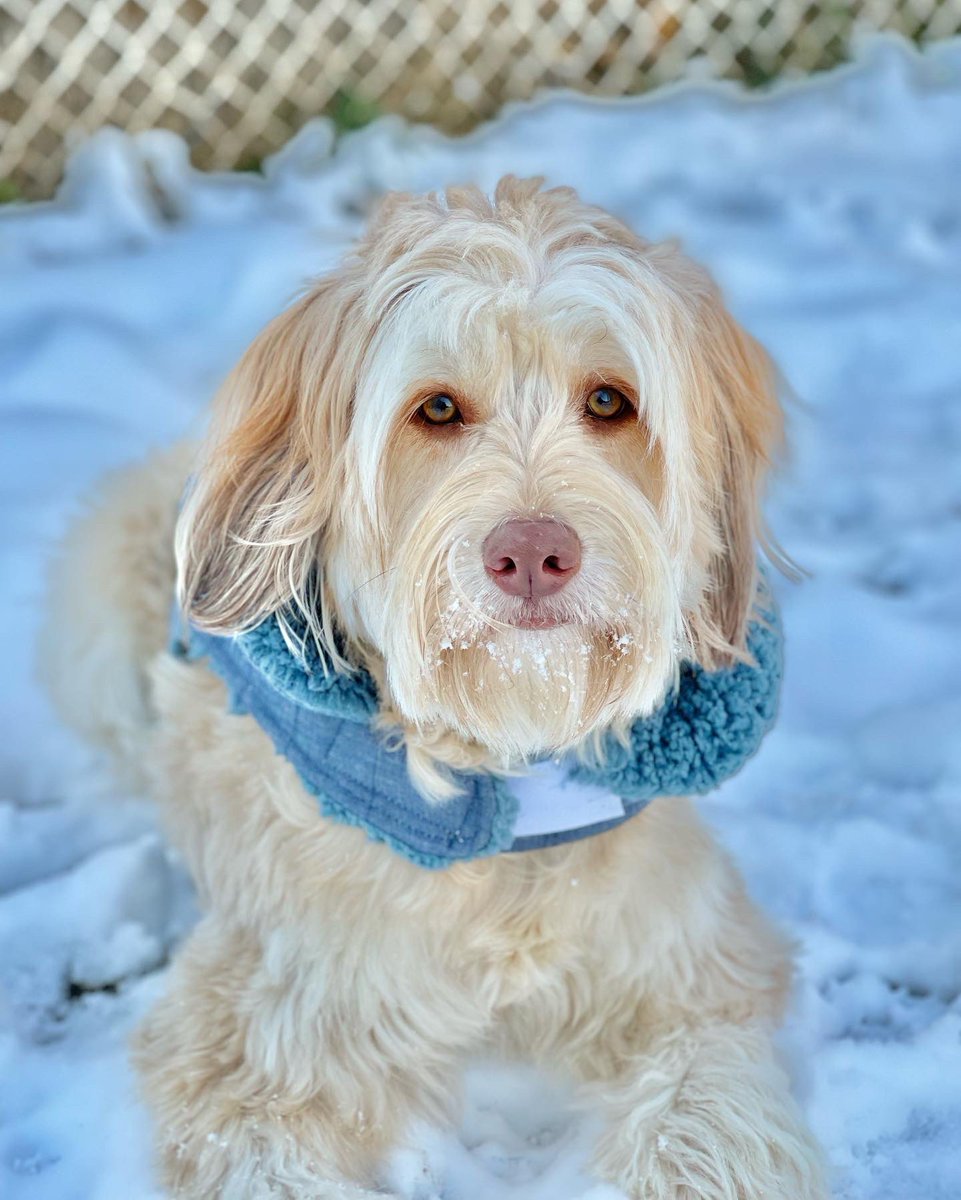 mmariemb's tweet photo. Pero es que es bellísimo, Dios mío 😍❄️🐶 #mimodelo https://t.co/SH0Qpoy9Et