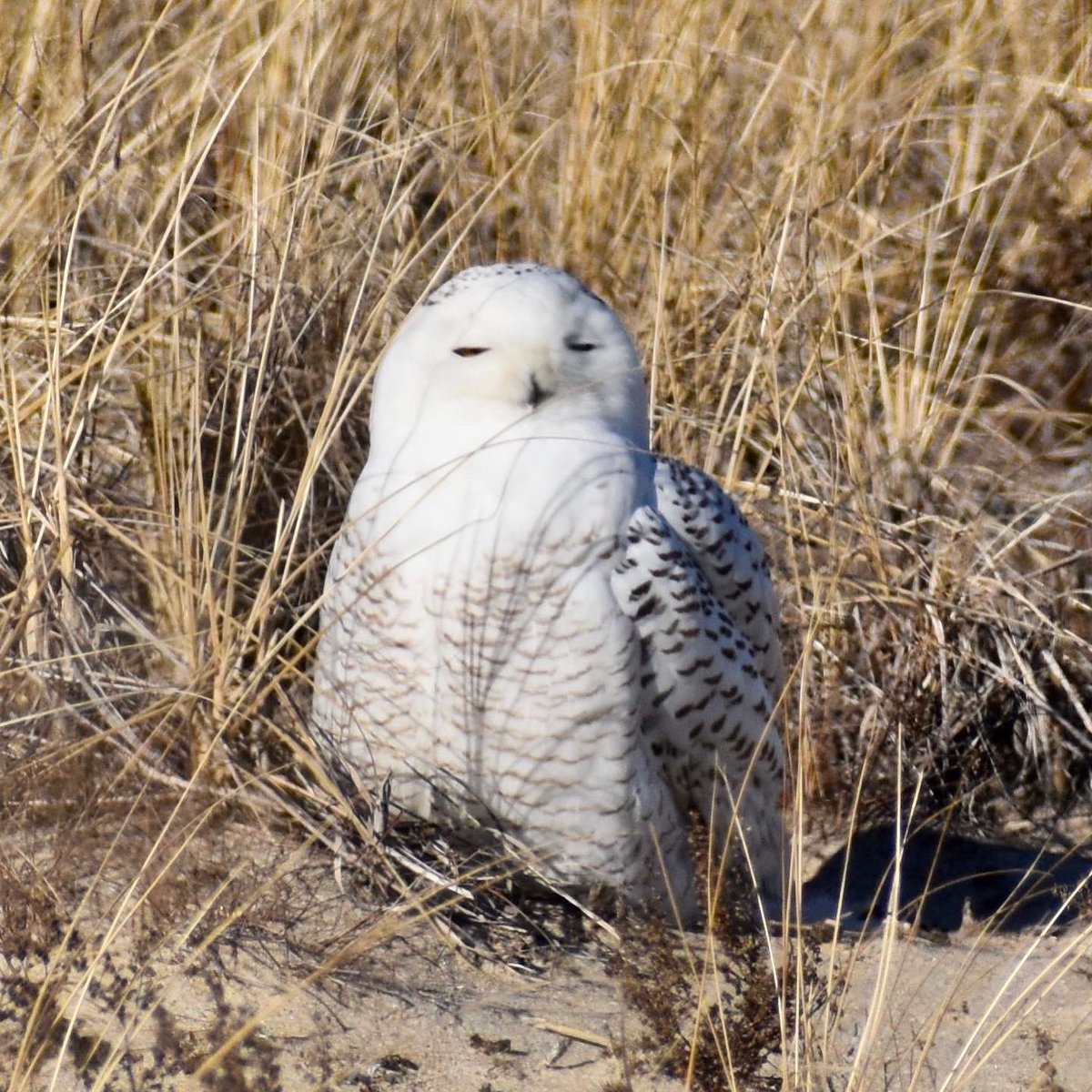 stephwmo's tweet photo. Lucked out today and got to see this beauty. My first Snowy #Owl, so pretty! 
.
#bird #birds #birding #owls #snowyowl #dunes #sanddunes #beach #birdphotography 
#nature #lovenature  #exploring #naturereserve #stephaniessliceoflife #naturesbeauty #winterinnewengland https://t.co/xoOSP3RA7U