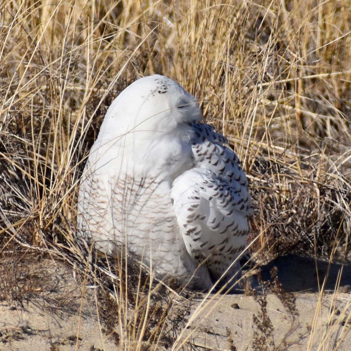 stephwmo's tweet photo. Lucked out today and got to see this beauty. My first Snowy #Owl, so pretty! 
.
#bird #birds #birding #owls #snowyowl #dunes #sanddunes #beach #birdphotography 
#nature #lovenature  #exploring #naturereserve #stephaniessliceoflife #naturesbeauty #winterinnewengland https://t.co/xoOSP3RA7U