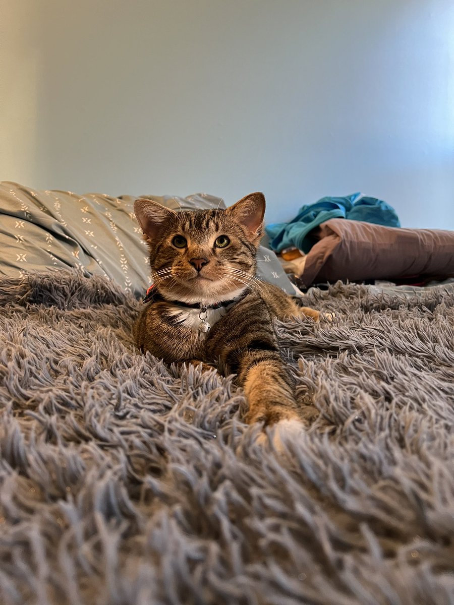 Aslanthe4eared1's tweet photo. Purrfection from the front and back…. #Cat #catsofinstagram #CatsOfTwitter https://t.co/aif0tOeyam