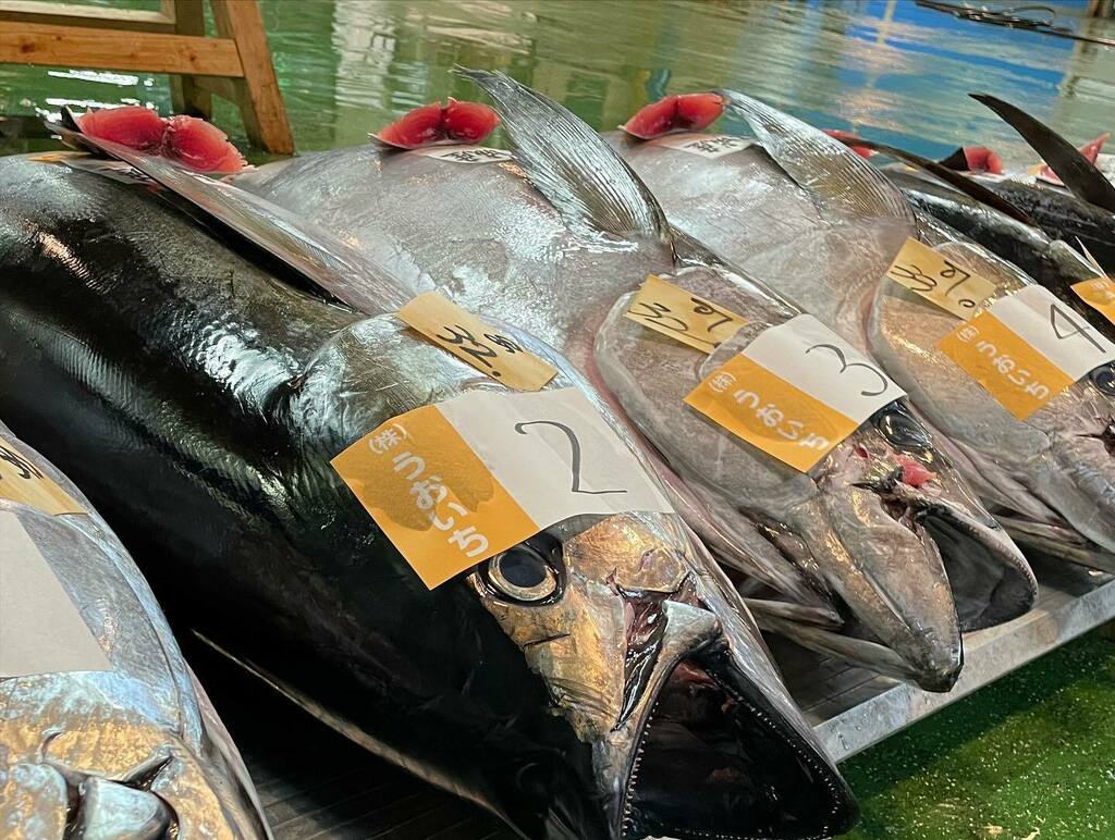 تويتر せりちゃん على تويتر 午前4時過ぎから 新春恒例マグロの 初競り が行われました せり人の威勢の良い声とともにマグロが 競り落とされていきました 初競り マグロ 新春 北部市場 大阪府中央市場 食育 魚好き 農林水産業 北摂 茨木市 卸売市場