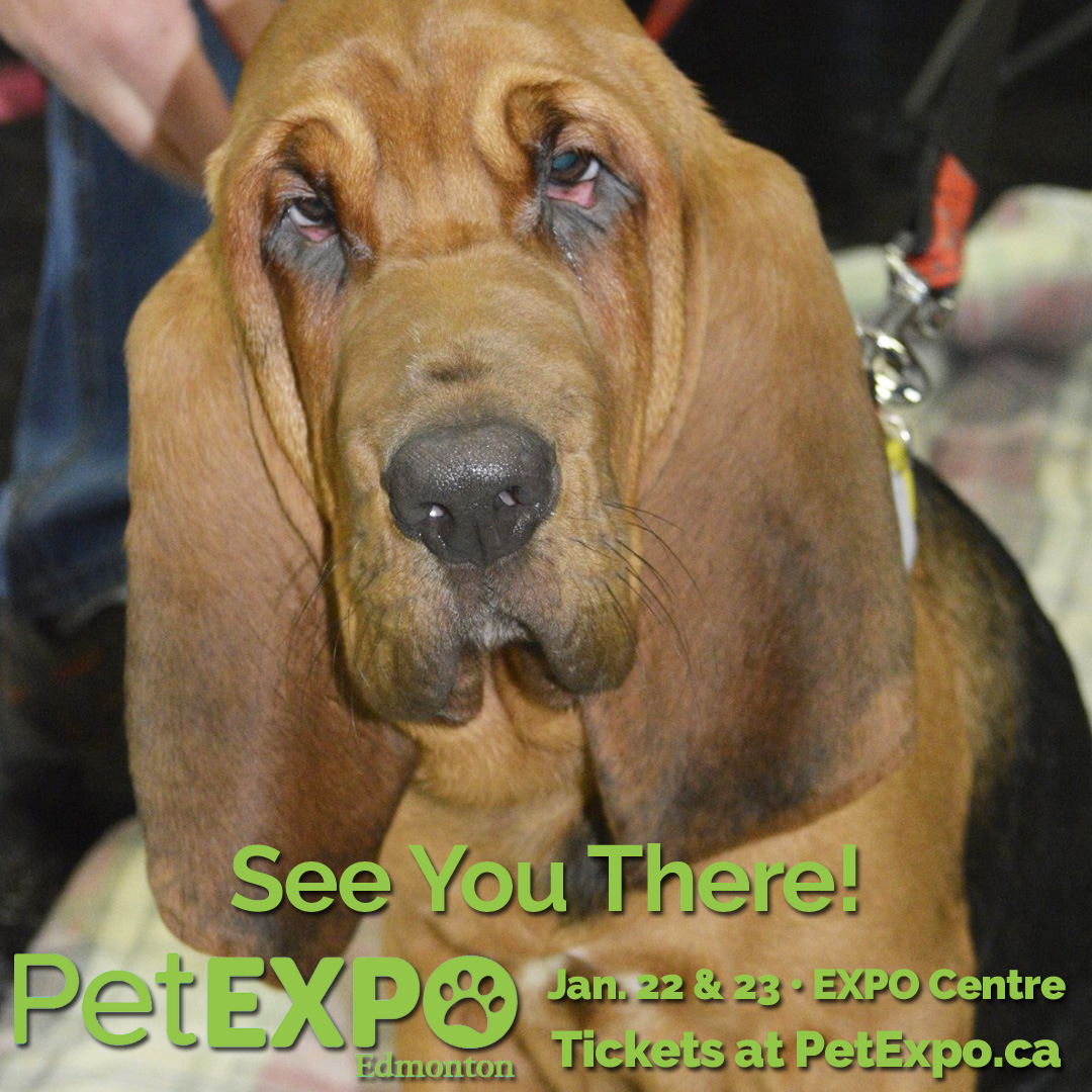 The <a href="/EdmPetExpo/">Edmonton Pet Expo</a> is happening January 22 &amp; 23 at the <a href="/yegexpocentre/">Edmonton EXPO Centre</a> . Tickets go on sale this week! Can't wait to see you there! Please leave your pets at home.
#edmpetexpo #yegpetexpo #pets #yegevent #edmontonevent #thingstodo <a href="/ACTSSalberta/">ACTSS</a>