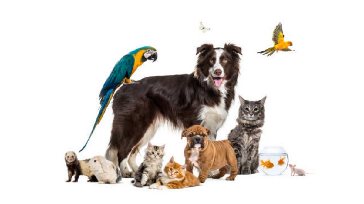 CVA4Animals's tweet photo. To everyone who was affected by the #BoulderFires and who lost a #pet, we extend our deepest sympathies. 💔 #PetsAreFamily
#BoulderFire #MarshallFire #Marshall
#MiddleForkFire #MiddleFork https://t.co/ZVkZ8a1p2Q