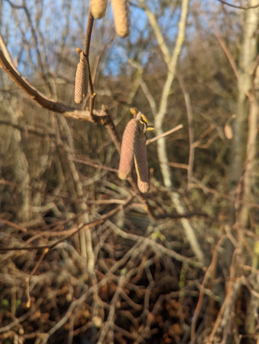 Only 3 different flowers on my walk along the canal, and lane today Hazel and Alder catkins and gorse #WestYorkshire #bingley #bradford #newyearplanthunt @BSBIbotany