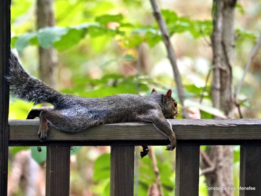 It was a hot day & the squirrel was done with it #Summer2019 #Cincinnati