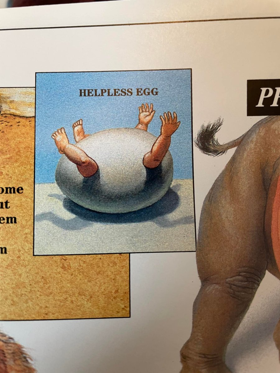 Nico Ruiz tweet media