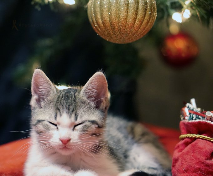 HE IS SO BIG NOW https://t.co/oAJr7xMaKi<a href="/tag/celeste"class="tags"><span>#celeste</span></a><a href="/tag/animalcrossing"class="tags"><span>#animalcrossing</span></a><a href="/tag/nintendoswitch"class="tags"><span>#nintendoswitch</span></a><a href="/tag/acn"class="tags"><span>#acn</span></a>