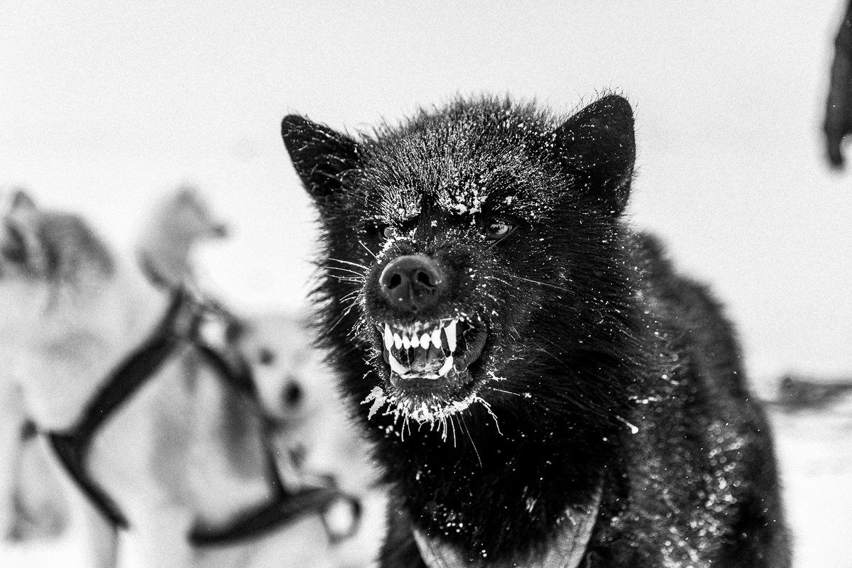 The Alpha
surving the Cold winters in the arctic for more then 1000 years ! #greenlanddog  #nftphotography