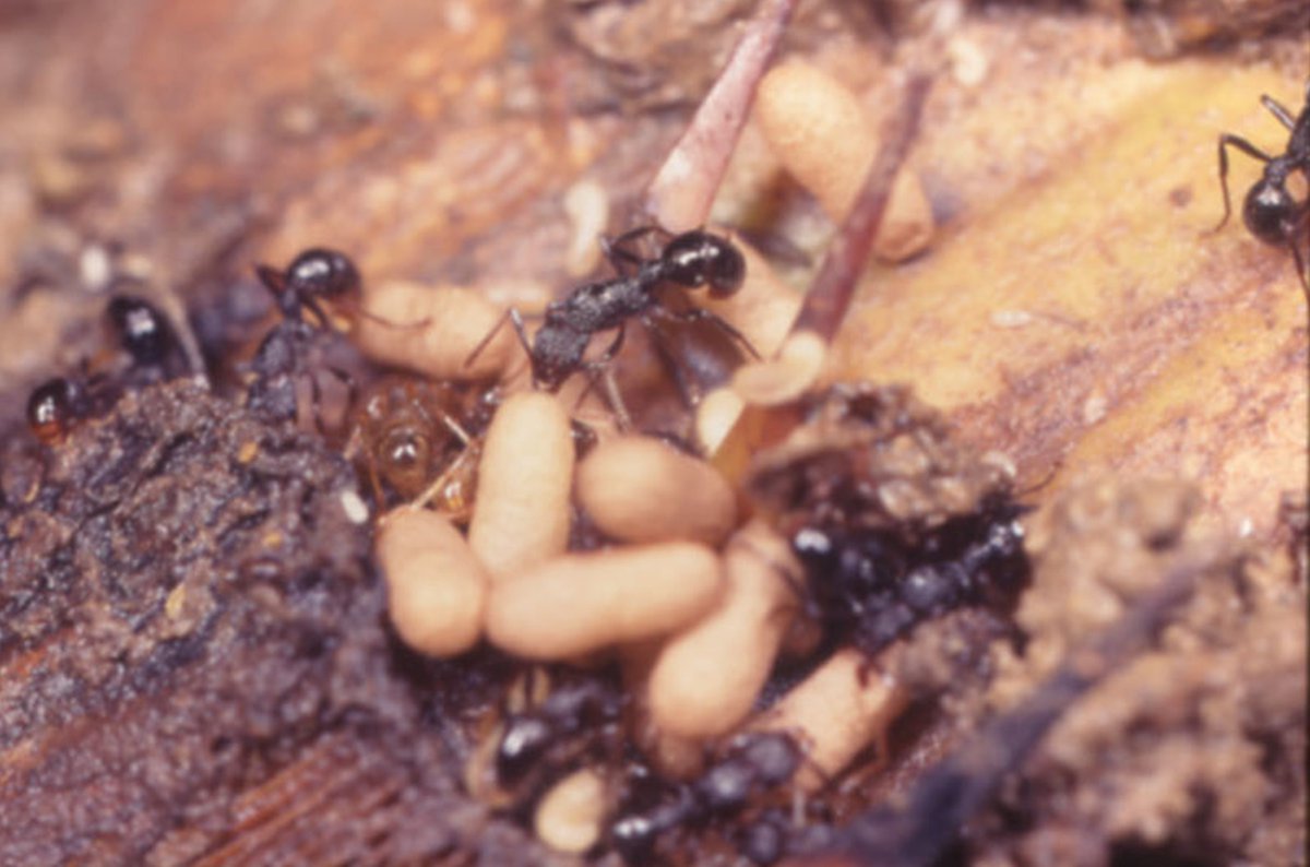 Asian Myrmecology tweet media