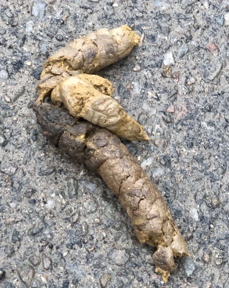 udaiveer tweet media