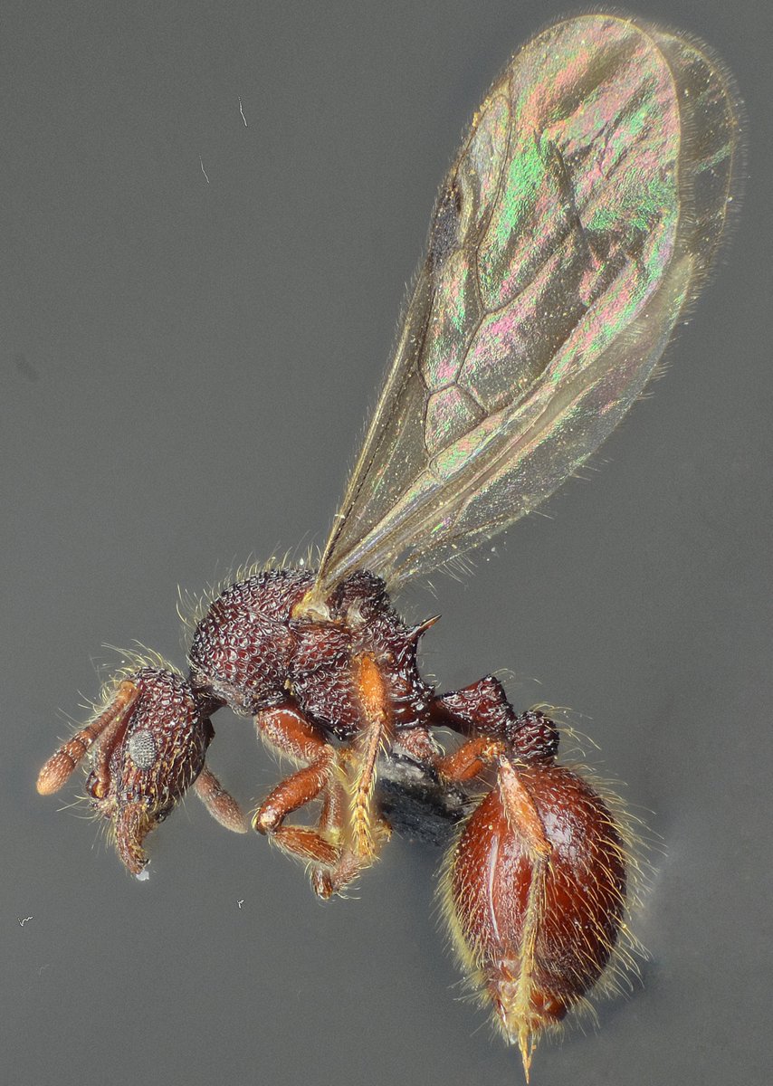 Asian Myrmecology tweet media