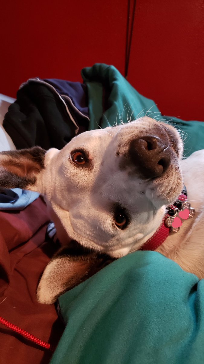 sofuckinggreedy's tweet photo. @PAVGOD I work from home anyways. #WorkBuddy #WorkDistraction https://t.co/2AaJv5GsQx