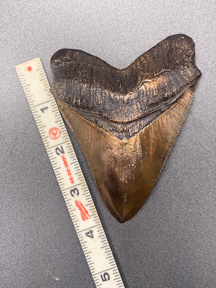 Lundgren_Bronze's tweet photo. Bronze Megladon tooth. #bronze #sculpture #casting #metalart #shark https://t.co/4m0g8U5Z05