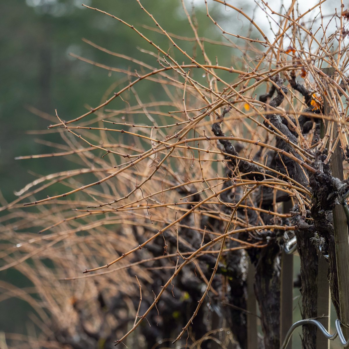 A new year with new potential! While above ground things look bleak, below ground the vines are spending energy on their roots, helping them grow, gaining nutrients from the soils and getting ready for budbreak in spring. 
#wintervines
#dormantvines
#pridewines