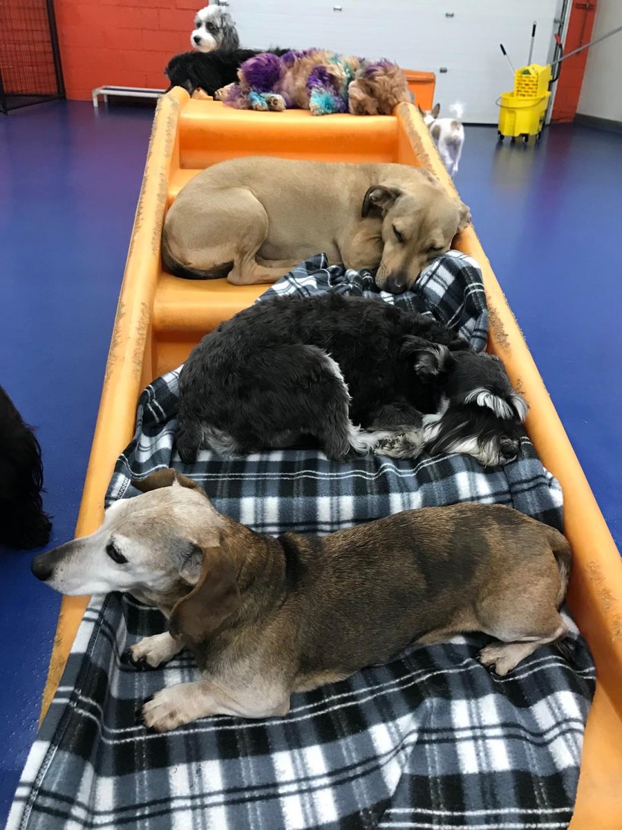 Caninetofive's tweet image. We stay cozy in Tiny Town 🥰 #tinytown #staycozy #dogcuddles