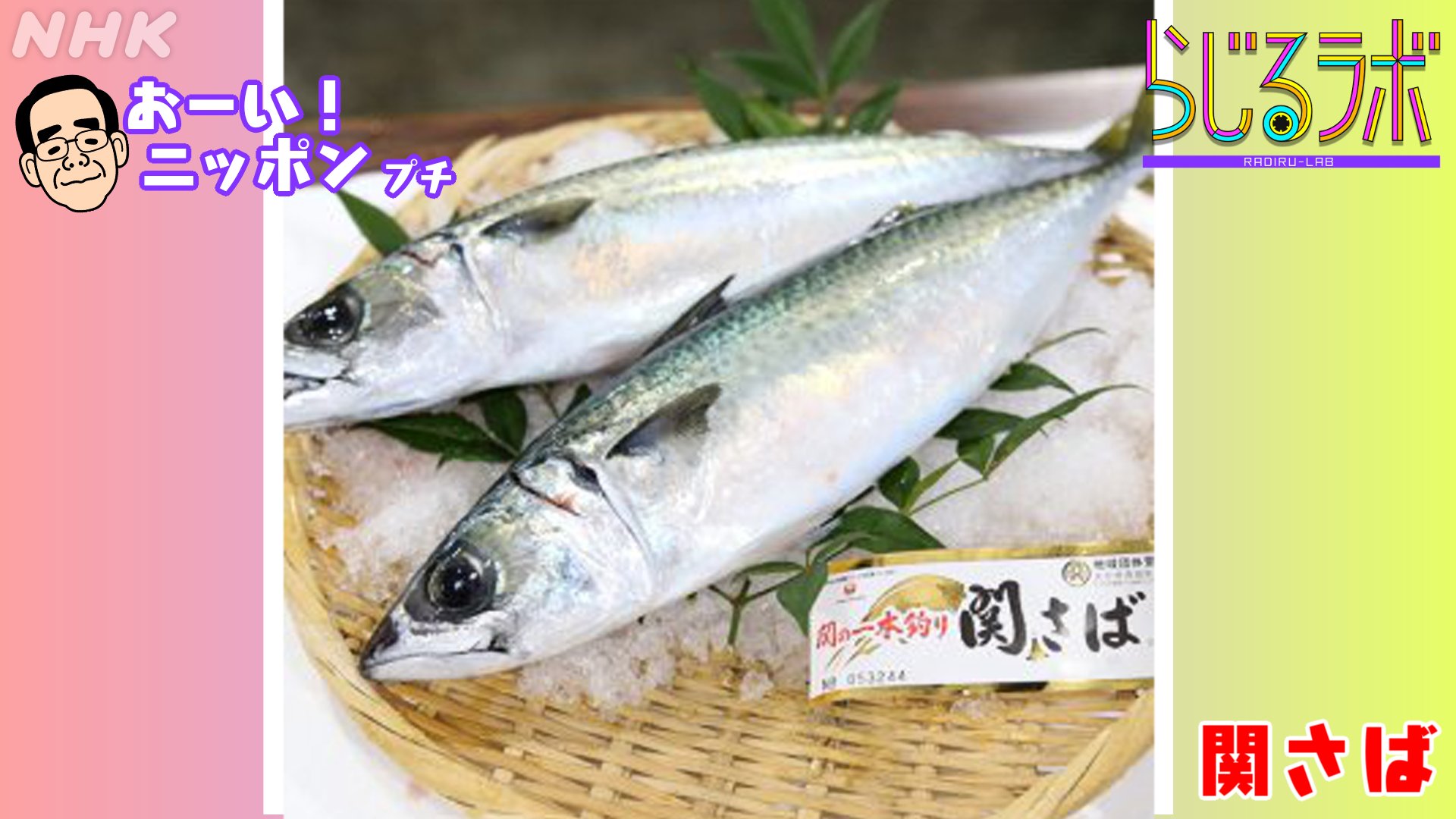 らじるラボ Al Twitter おーいニッポン プチ きょうの特集は 大分県 今が旬の 関サバ は豊後水道で獲れるマサバで 高級ブランド魚として知られています おいしさの秘密を地元の方に伺います 大分県 の情報や旅の思い出 ぜひお送りくださいね