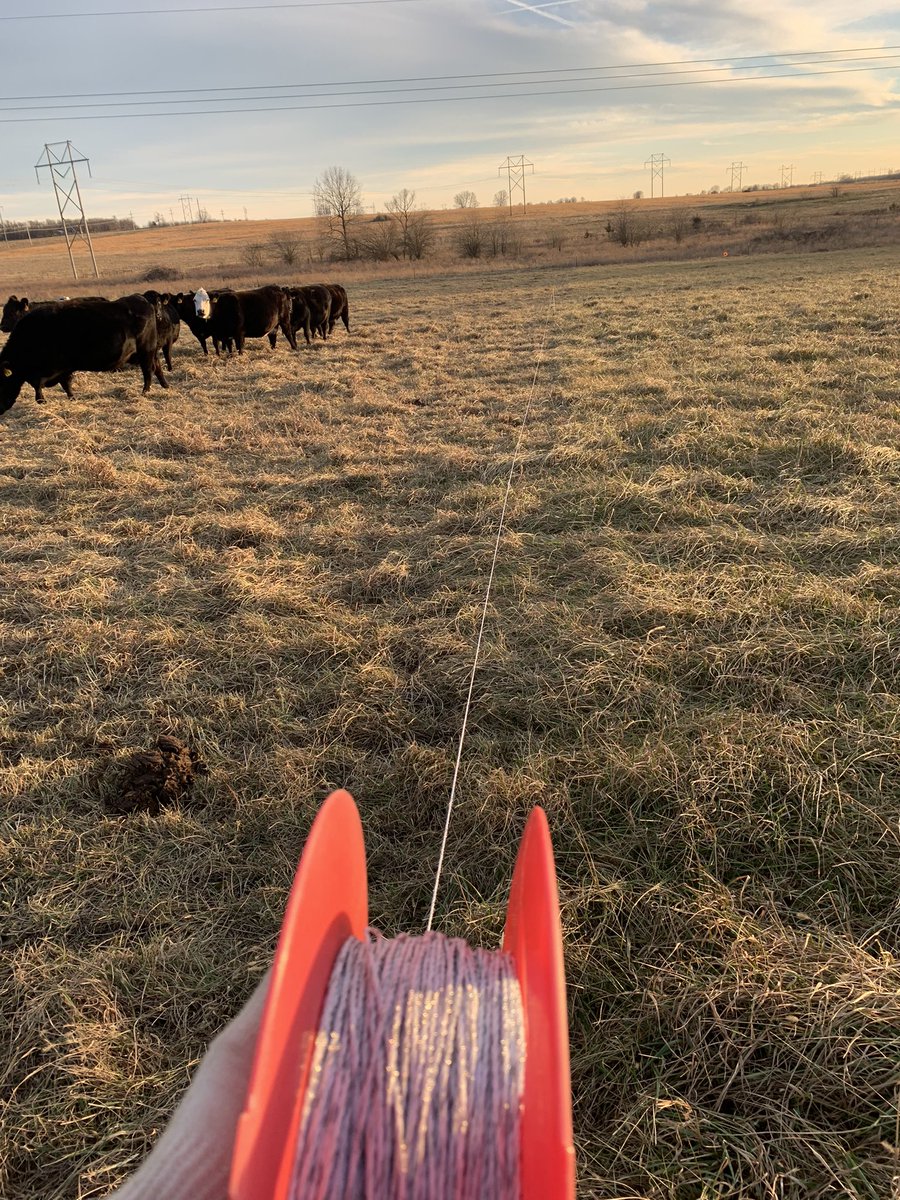 LandryEJones's tweet photo. The good side of fescue-Great protein and energy levels on stockpiled fescue barring any catastrophic ice storms…. Moving cows every two days on this stockpiled fescue. Should be feeding hay by mid February when calving starts. https://t.co/lke8U0CFBv