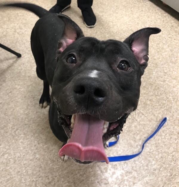 Can I Borrow Your Dog